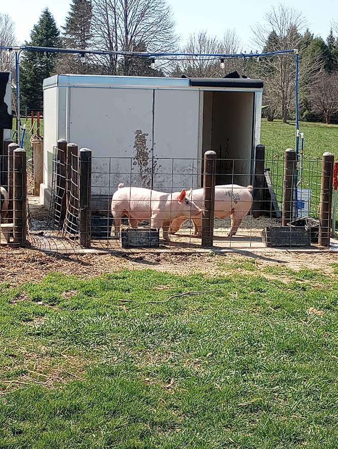 2 outdoor white pigs.jpg